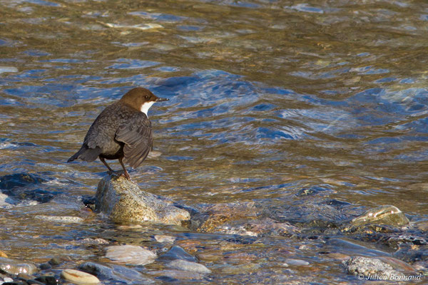 Cincle plongeur — Cinclus cinclus (Linnaeus, 1758), (gave de Pau, Agos-vidalos (65), France, le 27/02/2018)