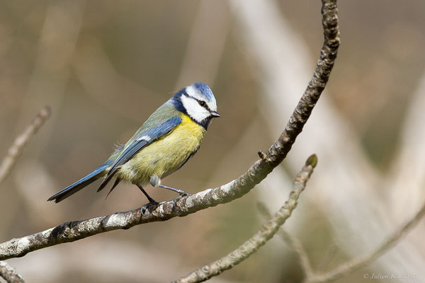 Mésange bleue — Cyanistes caeruleus (Linnaeus, 1758), (adulte) (Etsaut (64), France, le 11/04/2022)