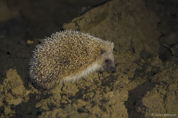 Hérisson d'Europe – Erinaceus europaeus Linnaeus, 1758, (Monein (64), France, le 27/04/2021)