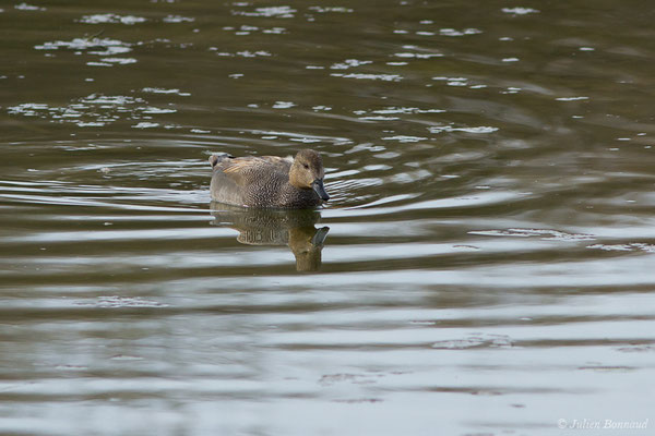 Canard chipeau — Mareca strepera (Linnaeus, 1758), (Parc écologique Plaiaundi, Irun, Espagne, le 09/02/2019)