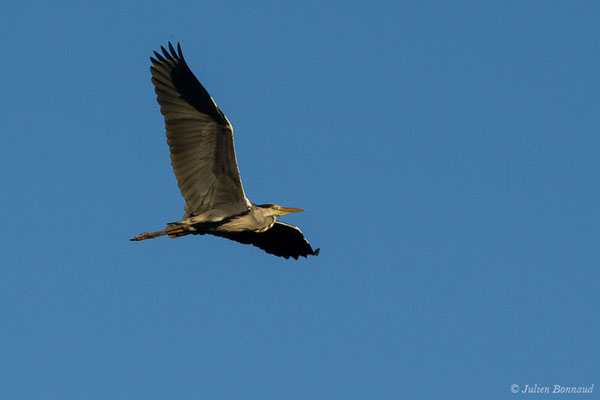 Héron cendré — Ardea cinerea Linnaeus, 1758, (Saligue d'Artix (64), France, le 31/05/2019)