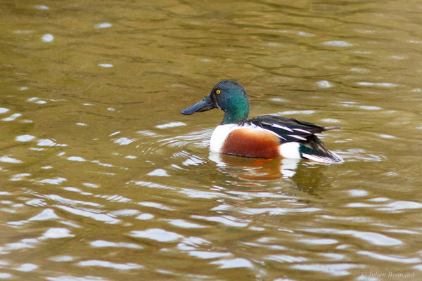 Canard souchet — Anas clypeata (Linnaeus, 1758)