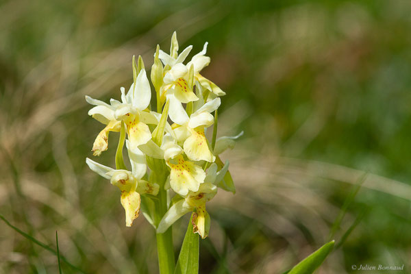Orchis sureau — Dactylorhiza sambucina (L.) Soó, 1962