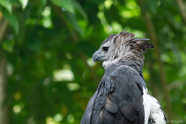 Harpie féroce — Harpia harpyja (Linnaeus, 1758), (adulte), (Zoo de Guyane, Montsinéry, le 22/04/2017)