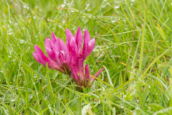 Trèfle des Alpes ou Réglisse des montagnes — Trifolium alpinum L., 1753