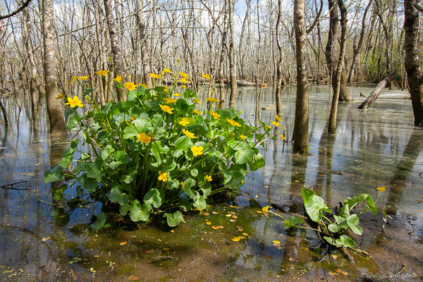 Populage des marais — Caltha palustris L., 1753