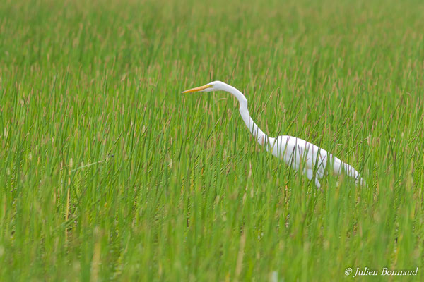 Grande Aigrette — Ardea alba Linnaeus, (Kourou, Guyane, le 06/06/2016)