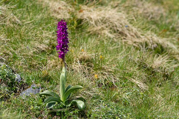 Orchis mâle — Orchis mascula (L.) L., 1755