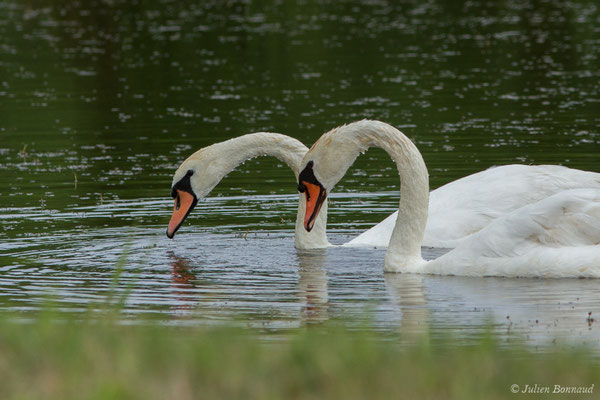 Cygne tuberculé — Cygnus olor (Gmelin, JF, 1789), (couple) (réserve ornithologique Terre d'oiseaux, Braud-et-Saint-Louis (33), France, le 20/06/2018)