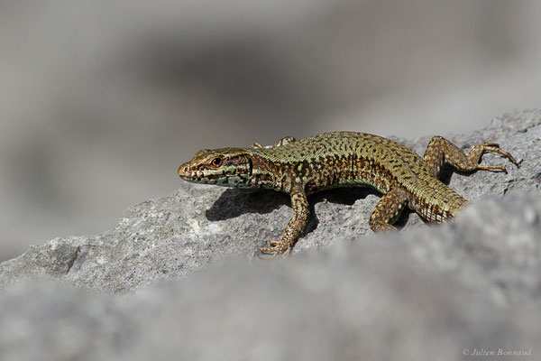 Lézard des murailles — Podarcis muralis (Laurenti, 1768), (Lescun (64), France, le 29/05/2023)