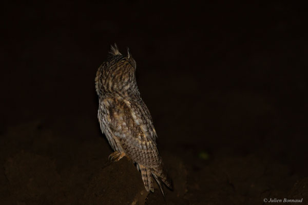 Hibou moyen-duc — Asio otus (Linnaeus, 1758)