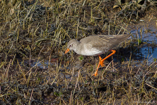Chevalier gambette — Tringa totanus (Linnaeus, 1758), (adulte en plumage internuptial) (Parc écologique Plaiaundi, Irun, Espagne, le 20/12/2020)