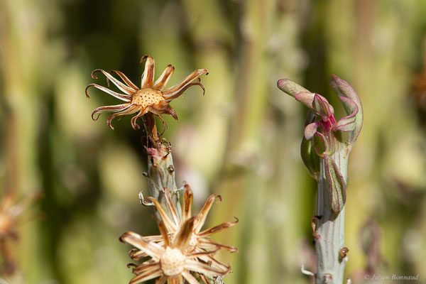 Kleinia anteuphorbium (L.) Haw.
