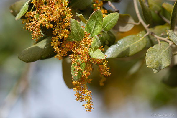 Chêne vert — Quercus ilex L., 1753, (Ouzoud (Béni Mellal-Khénifra), Maroc, le 21/02/2023)