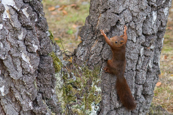 Écureuil roux — Sciurus vulgaris Linnaeus, 1758