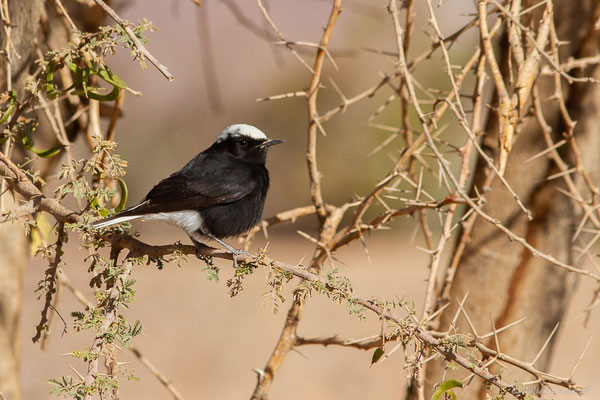 Traquet à tête blanche — Oenanthe leucopyga (Brehm, 1855), (Tata (Souss-Massa), Maroc, le 08/02/2023)