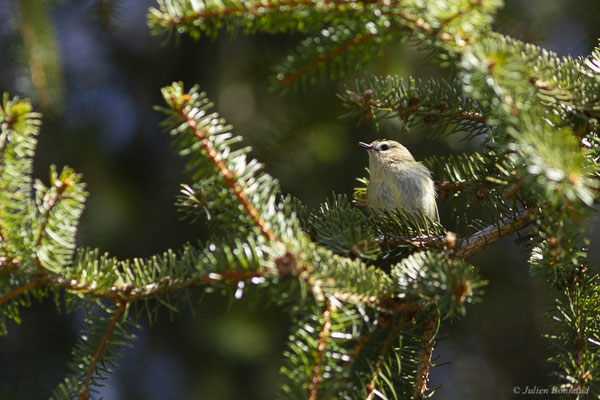 Roitelet huppé – Regulus regulus (Linnaeus, 1758), (Station de ski de Gourette, Eaux-Bonnes (64), France, le 09/03/2022)