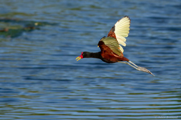 Jacana noir — Jacana jacana (Linnaeus, 1766)