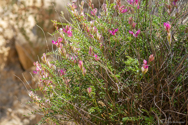 Sainfoin bas d'Europe — Hedysarum boveanum subsp. europaeum Guitt. & Kerguélen, 1991, (Lérida (Catalogne), Espagne, le 07/06/2022)