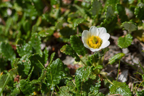 Dryade à huit pétales — Dryas octopetala L., 1753, (Station de ski de Gourette, Euax-Bonnes (64), France le 05/08/2021)