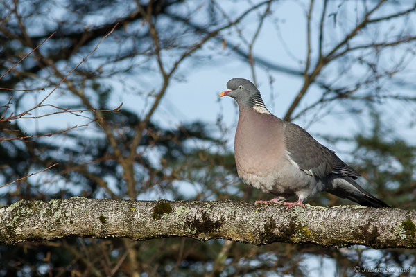 Pigeon ramier — Columba palumbus Linnaeus, 1758, (Pau (64), France, le 29/12/2019)