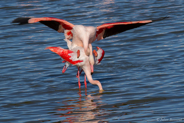 Flamant rose – Phoenicopterus roseus Pallas, 1811, (Parc ornithologique de Pont de Gau (13), France, le 20/02/2020)