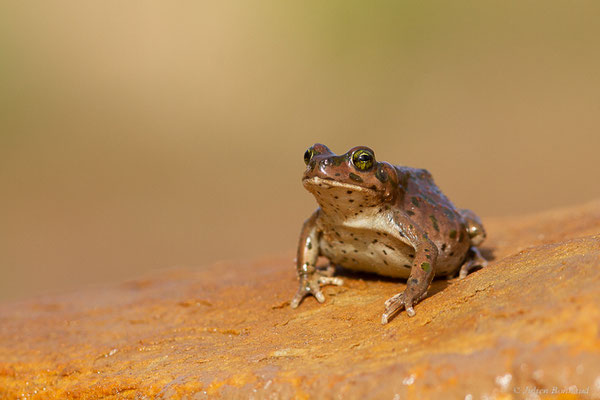 Crapaud vert marocain — Barbarophryne brongersmai (Hoogmoed, 1972)