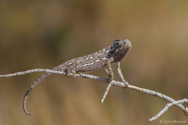 Caméléon commun — Chamaeleo chamaeleon (Linnaeus, 1758)