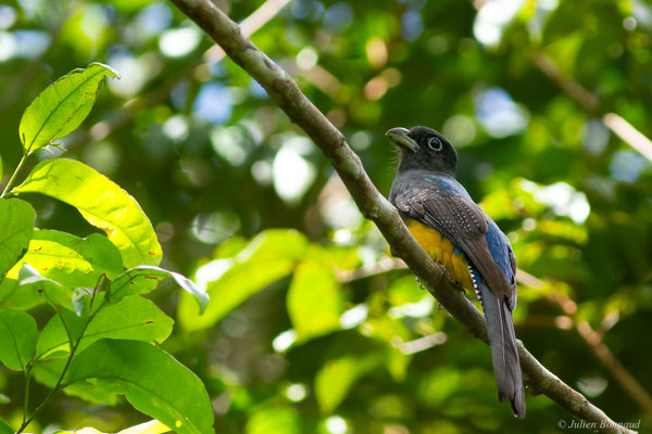 Trogon à queue blanche — Trogon viridis Linnaeus, 1766, (Iracoubo, Guyane, le 12/07/2016)