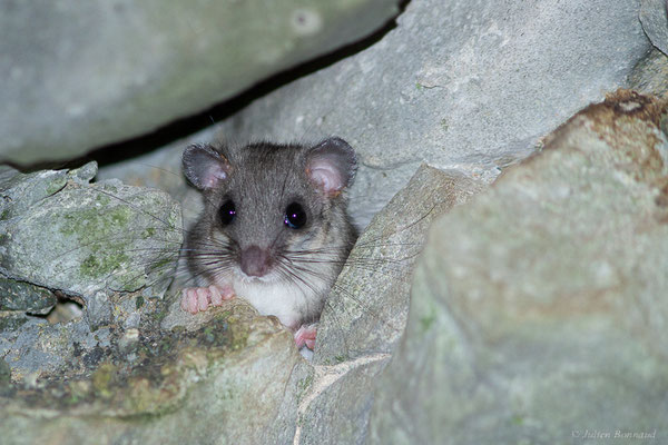 Loir gris — Glis glis (Linnaeus, 1766)