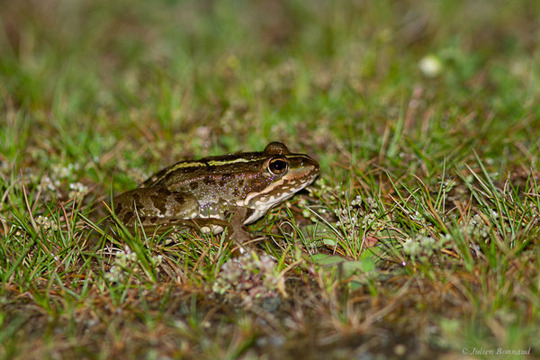 Grenouille de Pérez — Pelophylax perezi (Seoane, 1885), (Parc naturel du lac de Sanabria (Zamora), Espagne, le 05/07/2022)