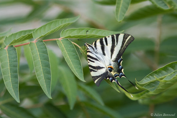 Voilier blanc — Iphiclides feisthamelii (Duponchel, 1832), (Évora, (Algarve), Portugal, le 05/09/2018)