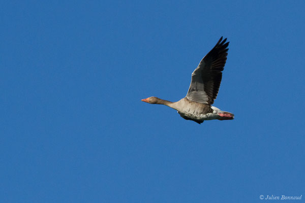 Oie cendrée — Anser anser (Linnaeus, 1758), (Saligue d'Artix (64), France, le 13/05/2019)