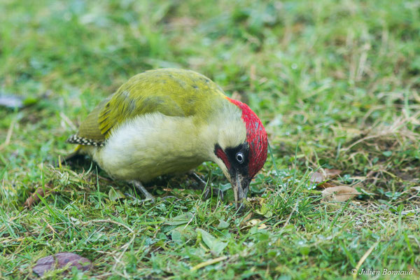 Pic vert — Picus viridis Linnaeus, 1758, (mâle adulte) (Pontivy (56), France, le 16/01/2018)