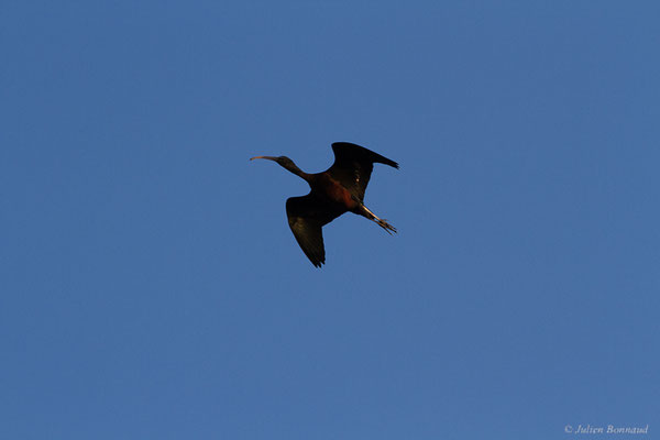 Ibis falcinelle — Plegadis falcinellus (Linnaeus, 1766), (Parc Naturel du Delta de l'Ebre (Catalogne), Espagne, le 06/02/2022)