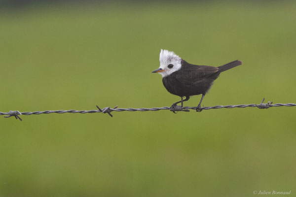 Moucherolle à tête blanche — Arundinicola leucocephala (Linnaeus, 1764)