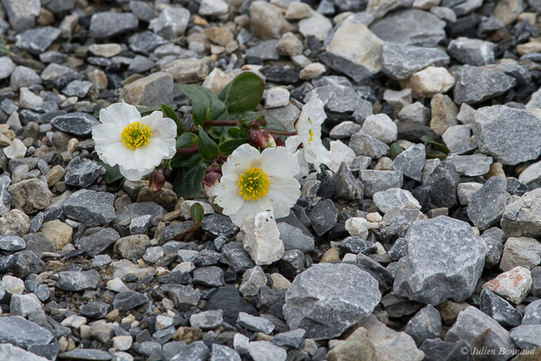 Renoncule à feuilles de parnassie — Ranunculus parnassifolius L., 1753