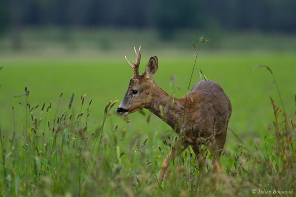 Chevreuil européen – Capreolus capreolus (Linnaeus, 1758), (Monségur (40), France, le 23/05/2019)