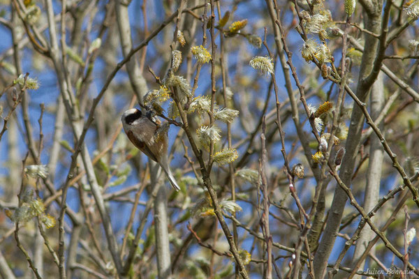 Rémiz penduline — Remiz pendulinus (Linnaeus, 1758), (Réserve ornithologique Terre d'Oiseaux, Braud-et-Saint-Louis (33), France, le 07/03/2019)