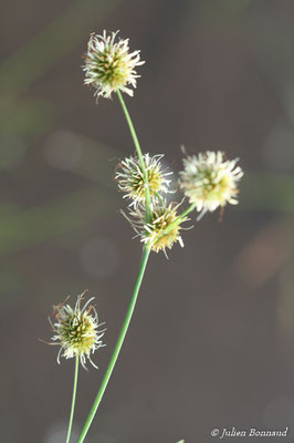 Rhynchospora holoschoenoides (Centre Spatial Guyanais, Kourou, le 12/05/2014)