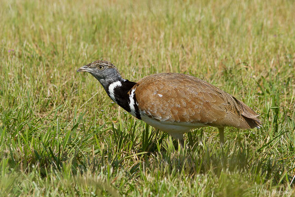 Outarde canepetière – Tetrax tetrax (Linnaeus, 1758), (Zoodyssée, Chizé (79), France, le 12/06/2021)