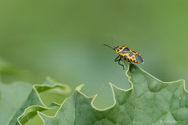 Punaise rouge du chou, ou Punaise ornée — Eurydema ornata (Linnaeus, 1758), (Braud-et-Saint-Louis (33), France, le 04/07/2018)