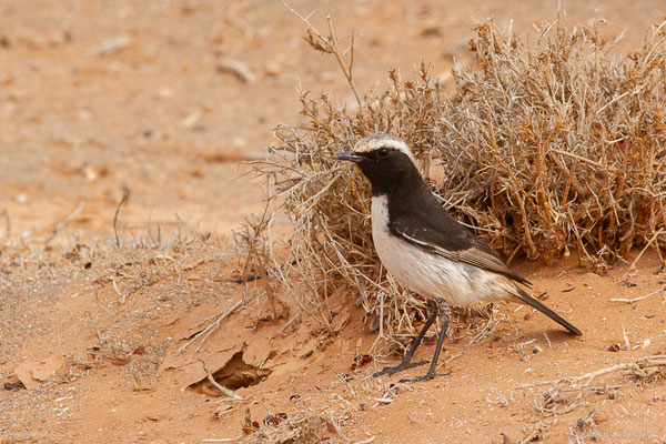 Traquet à tête grise — Oenanthe moesta (Lichtenstein, 1823), ((Msseyed (Guelmim-Oued Noun), Maroc, le 25/03/2024)