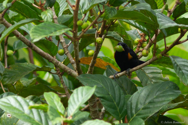 Organiste nègre — Euphonia cayennensis (Gmelin, 1789)