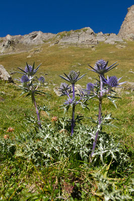 Panicaut de Bourgat (Eryngium bourgatii var. pyranaicum) (Lac d'Anglas, Gourette (64), France, le 30/09/2018)