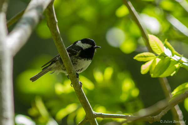 Mésange noire — Periparus ater (Linnaeus, 1758), (Sers (65), France, le 07/06/2019)