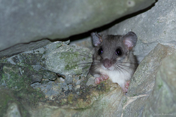 Loir gris — Glis glis (Linnaeus, 1766)