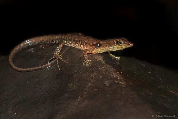 Neusticure silloné — Neusticurus bicarinatus (Linnaeus, 1758), (Crique Gervais, Guyane, le 17/03/2016)
