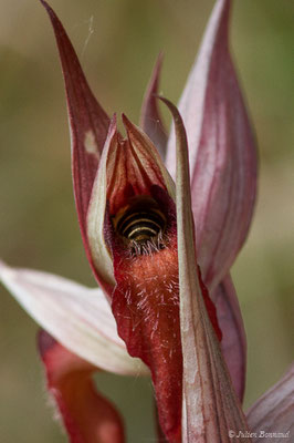 Sérapias à labelle allongé — Serapias vomeracea (Burm.f.) Briq., 1910