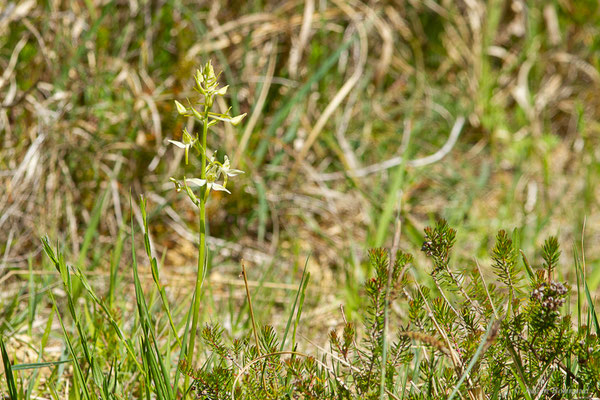 Platanthère à deux feuilles — Platanthera bifolia (L.) Rich., 1817